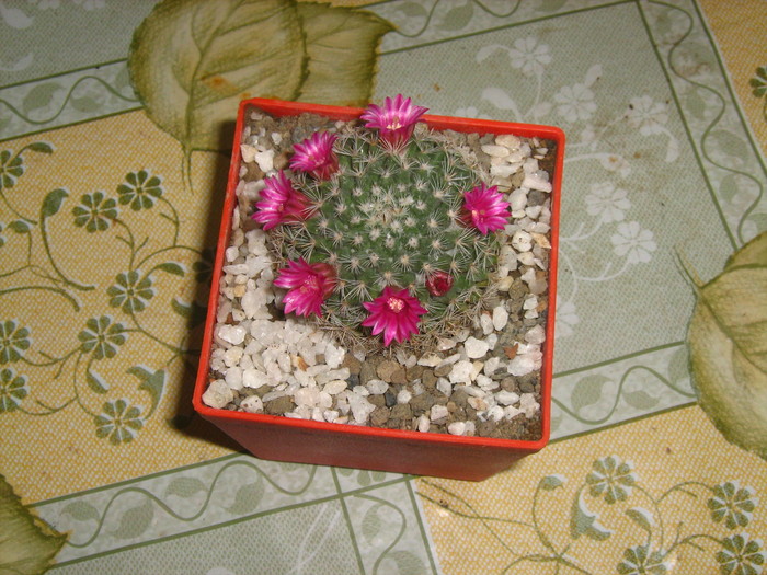 mammillaria pseudoperbela - cactusii mei