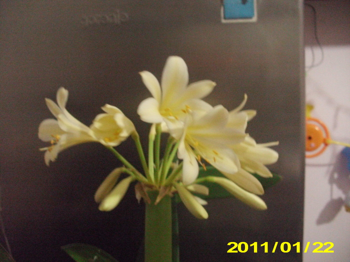 cliviza galbena vivi23ro