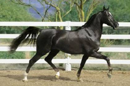 Stud-Horse