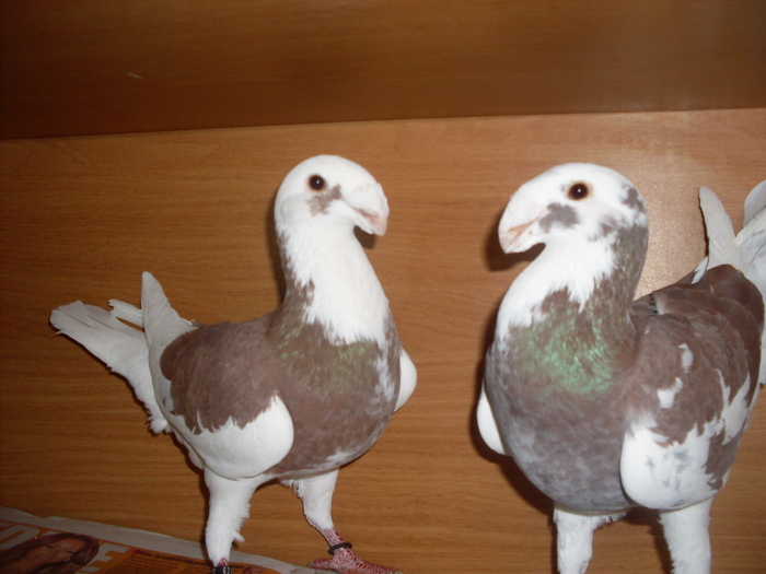 VANDUTI - German beauty pigeons ROMANIA