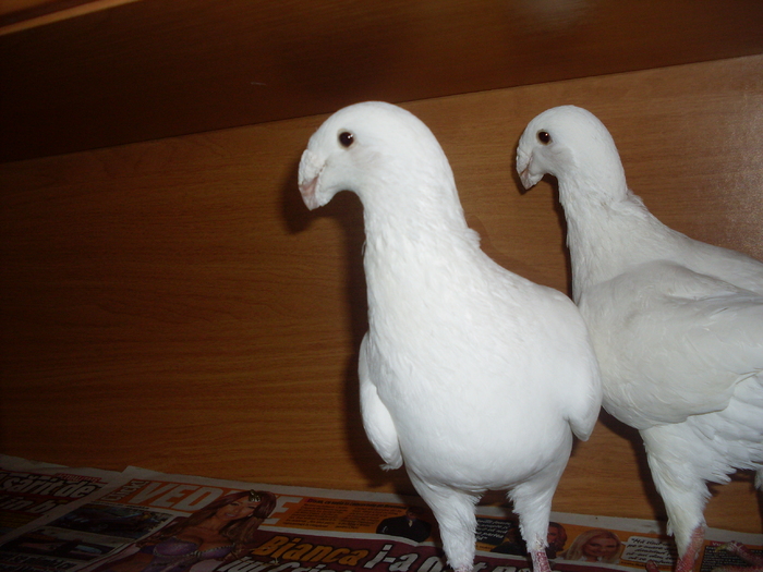 SDC10728 - German beauty pigeons ROMANIA