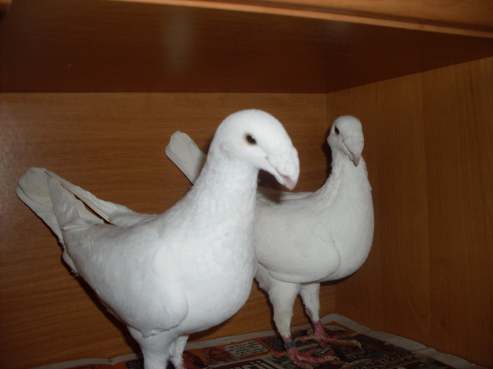 SDC10726 - German beauty pigeons ROMANIA