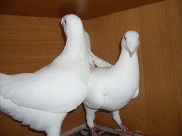 matca 2012 - German beauty pigeons ROMANIA