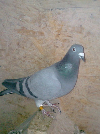 Stichelbaut/ Desmet; fond
