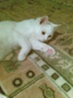 13785541_MKQEYTJUC - pentru soseono 19