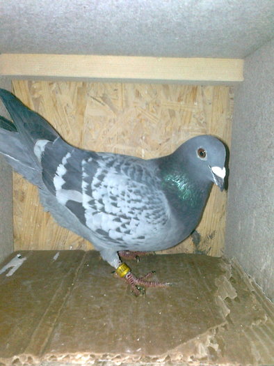 Bauhaus\dDevers cu Wanroy\V.d.Wegen; femela matca
