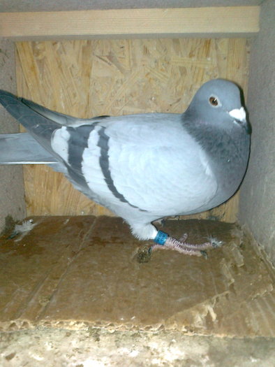 femela matca; femela matca
