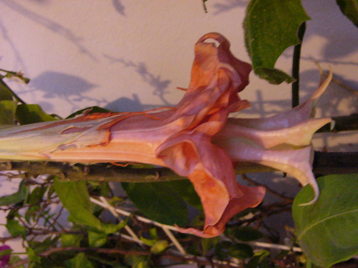 Dalen-s Pink Amour - Brugmansia