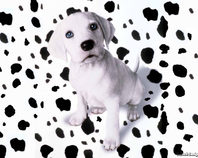 Dalmatian