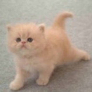 animale694 - www.avatareselecte.com