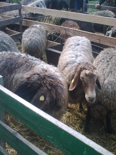 Image0199 - POPOUTI EXPOZITIE SI TARG  1 mai 2011