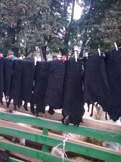 DACA DORITI O CACIULA DIN MEL KARACUL AM PE CINEVA CARE FACE MAI IEFTIN SI SUPER CLASA - POPOUTI EXPOZITIE SI TARG  1 mai 2011