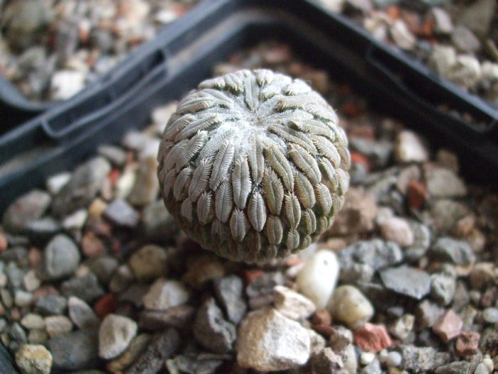 aaa