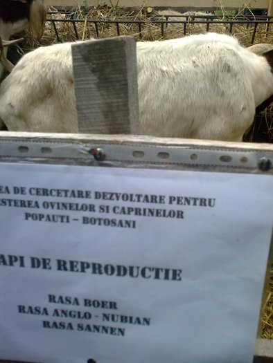 Image0256 - POPOUTI EXPOZITIE SI TARG  1 mai 2011