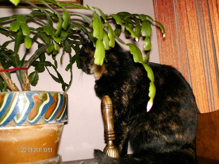 se pregateste un alt boboc...