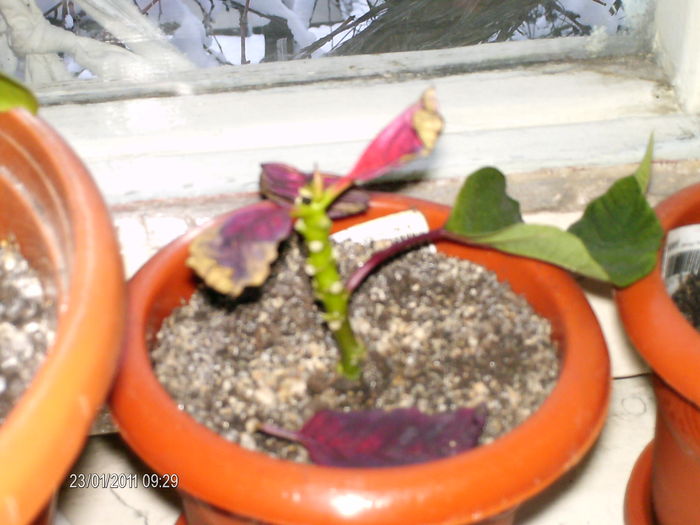 o vad fara sanse de viata