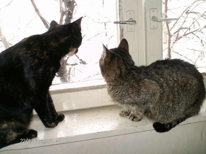 impreuna privim ninsoarea