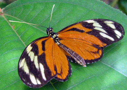 heliconiabutterfly