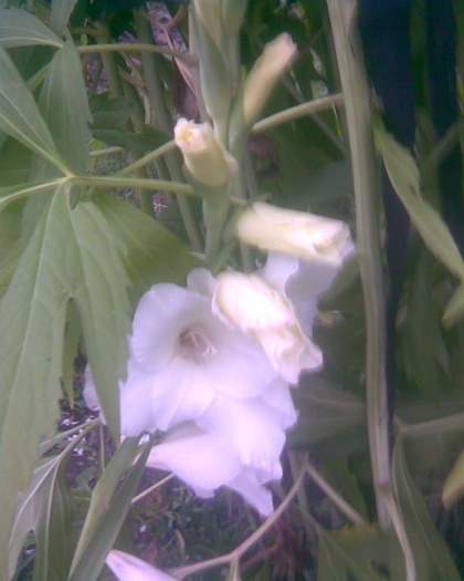 11397009_LUBWYMNFX - 3 gladiole