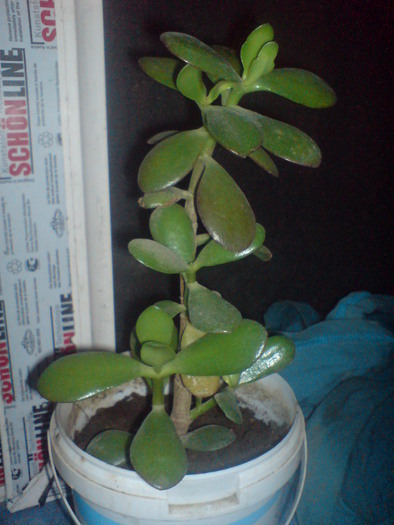 12181940_MRTBGJRFV - 2 Crassula ovata