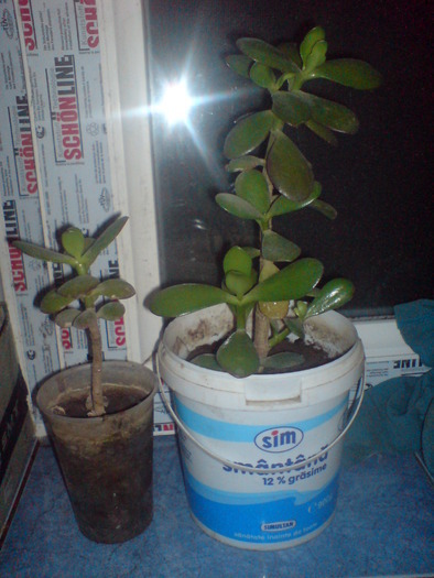 12181949_KCHTHACHW - 2 Crassula ovata