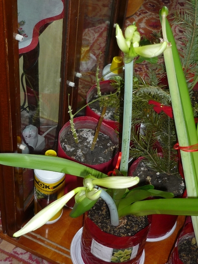 Lemon Lime in 23 ian 2011, neasteptat de bogat in cupe florale - Amaryllis