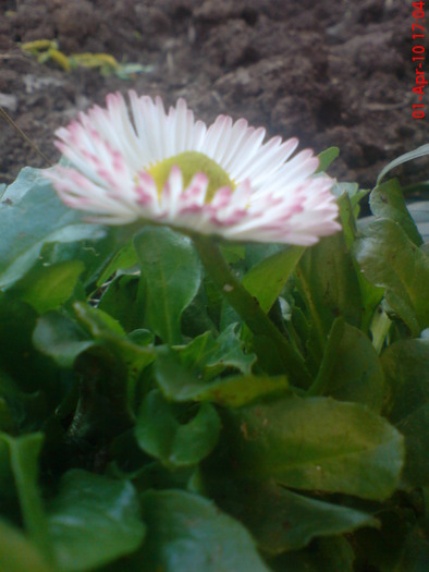 12777536_GAJTIUQIQ - Bellis banutei