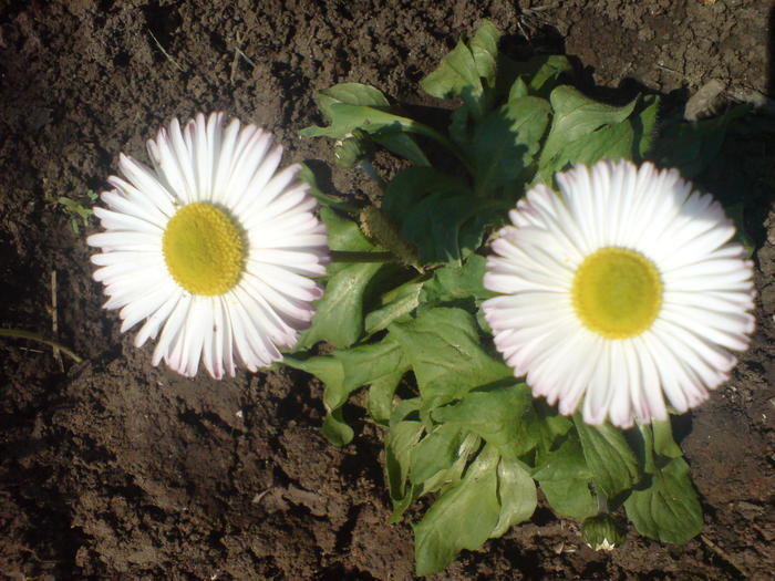 13458659_ZDLPMFNKB - Bellis banutei