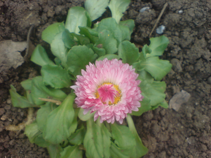 13458674_TSQUWSCYT - Bellis banutei