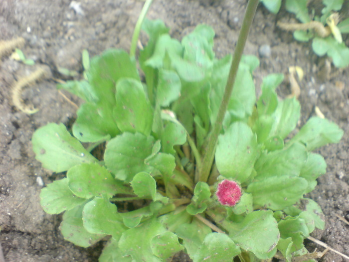 13824484_IVEAMCNUY - Bellis banutei