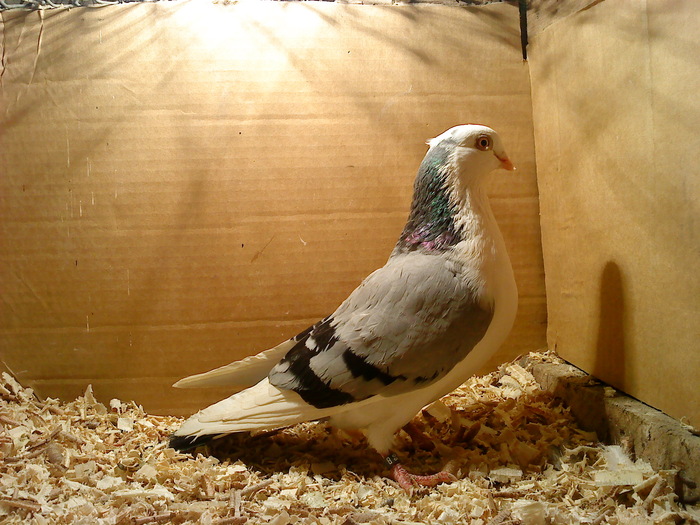 Data in Cobadin la Osbai - D- Porumbei JUCATORI DE GALATI VANDUTI Album 1