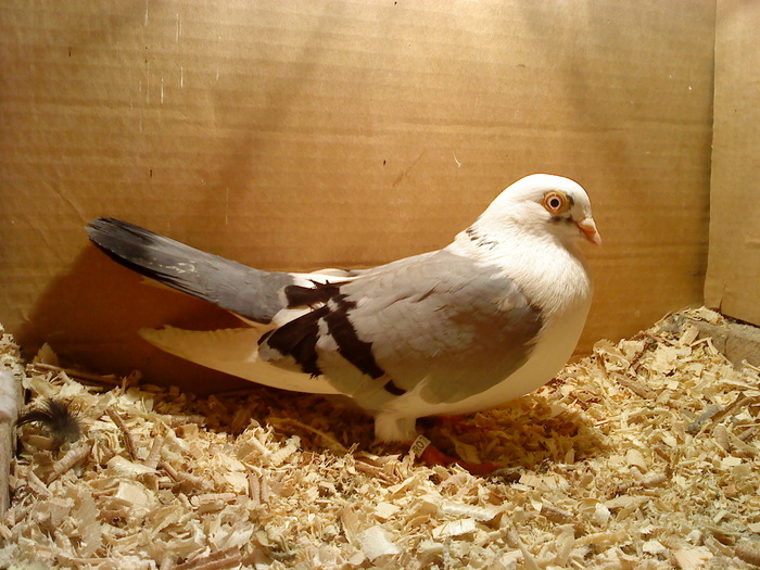 Data in Cobadin la Osbai - D- Porumbei JUCATORI DE GALATI VANDUTI Album 1