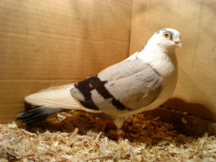 Dat in Cobadin la Osbai - D- Porumbei JUCATORI DE GALATI VANDUTI Album 1