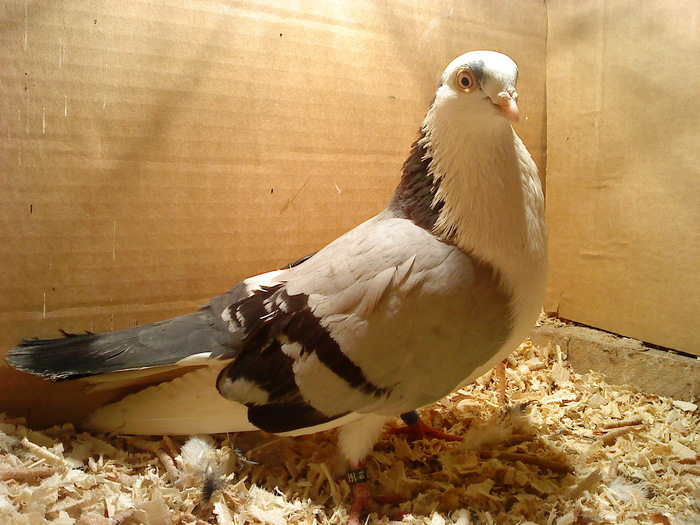 Dat in Cobadin la Osbai - D- Porumbei JUCATORI DE GALATI VANDUTI Album 1