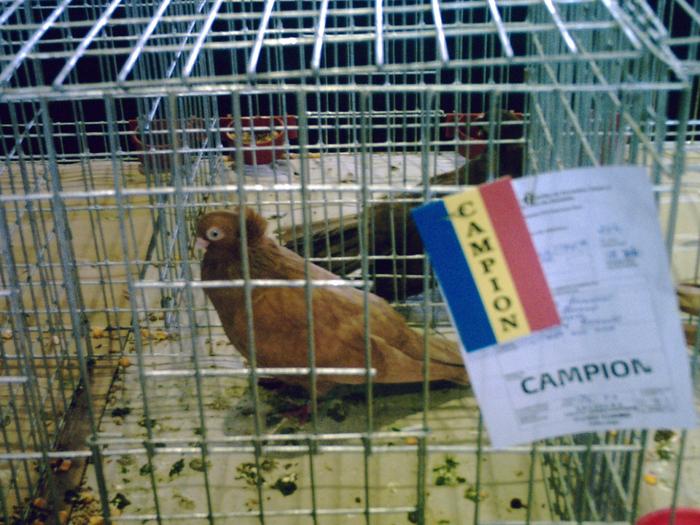 jucator de constanta