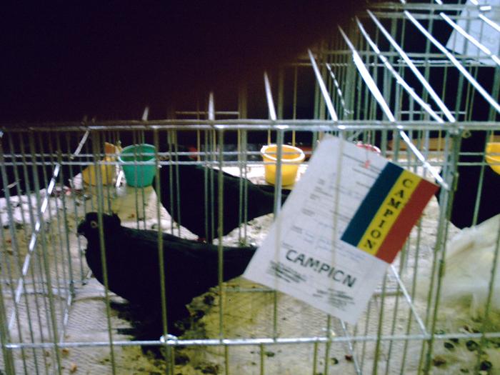 jucator de botosani - EXPO  2010  SANICOLAU MARE