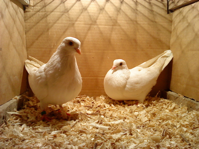 Dati la Ovidiu Mh-V - D- Porumbei JUCATORI DE GALATI VANDUTI Album 1