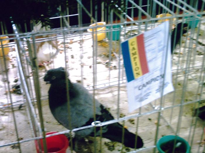 jucator de botosani - EXPO  2010  SANICOLAU MARE