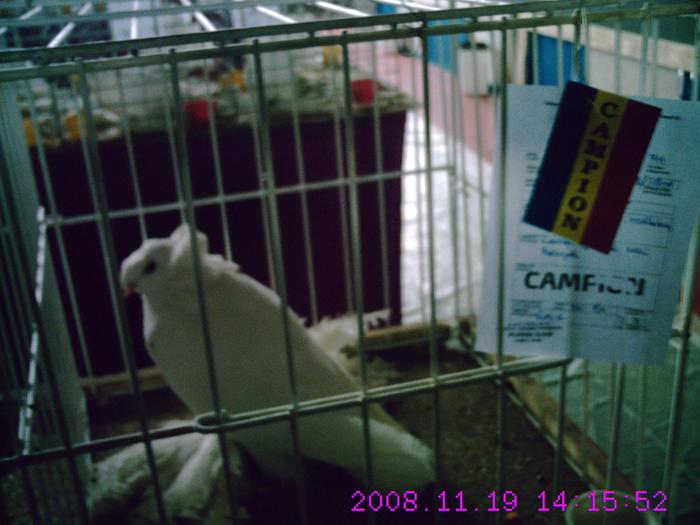 tobosar german - EXPO  2010  SANICOLAU MARE