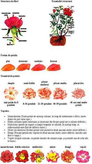 1 - despre trandafiri