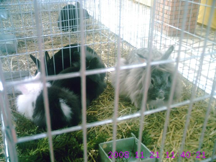 CRIM0200 - EXPO  2010  SANICOLAU MARE