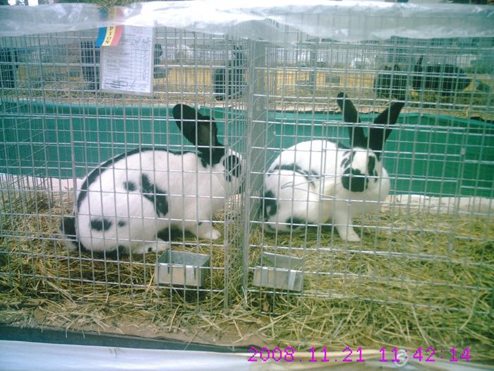 CRIM0204 - EXPO  2010  SANICOLAU MARE