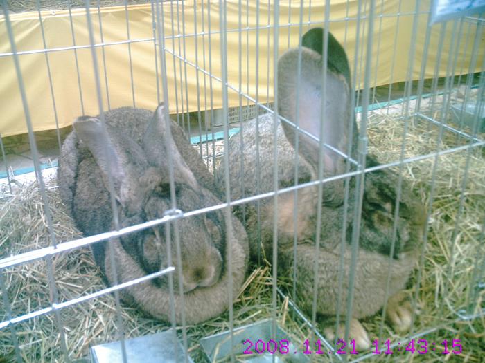 CRIM0206 - EXPO  2010  SANICOLAU MARE