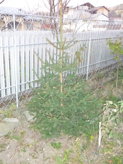 noiembrie 2010 - Conifere