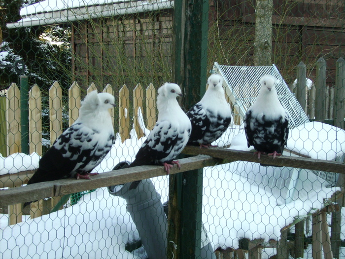  - Jucatori pestrit de Timisoara-Temeschburger Schecken-Timisoara Tumbler