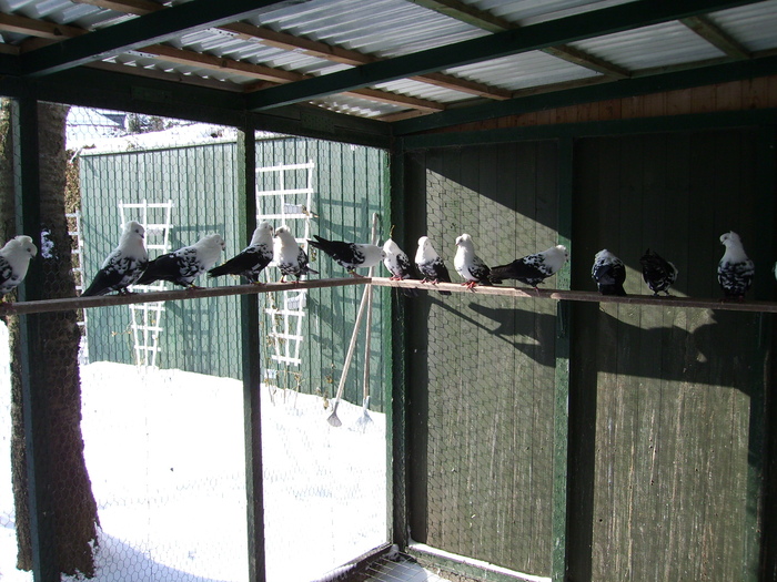  - Jucatori pestrit de Timisoara-Temeschburger Schecken-Timisoara Tumbler