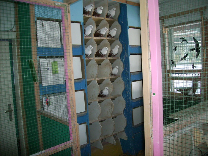  - Jucatori pestrit de Timisoara-Temeschburger Schecken-Timisoara Tumbler