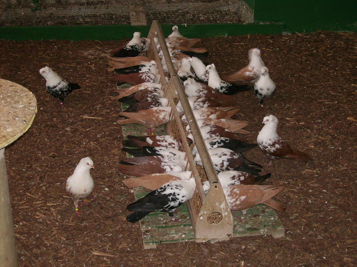  - Jucatori pestrit de Timisoara-Temeschburger Schecken-Timisoara Tumbler