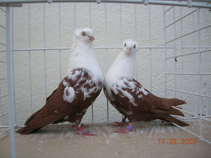 1,1 rosu cu 97 Punkte