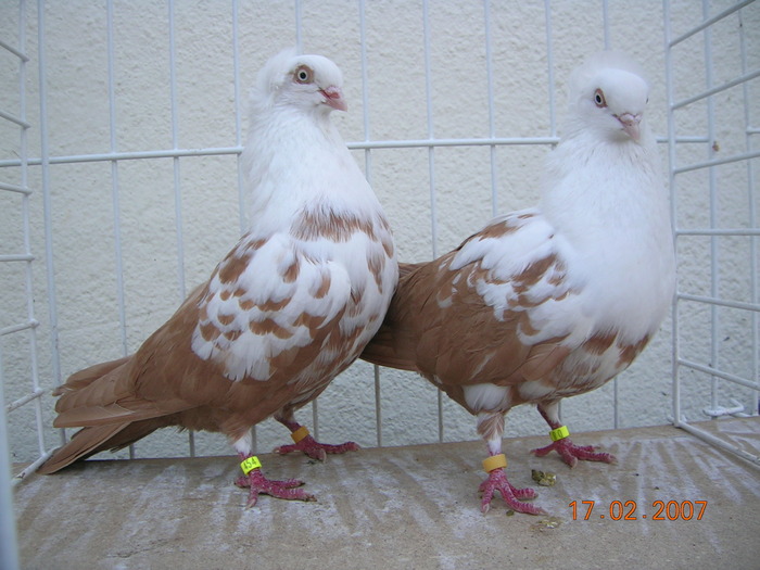 1,1 Galben cu 97 Punkte